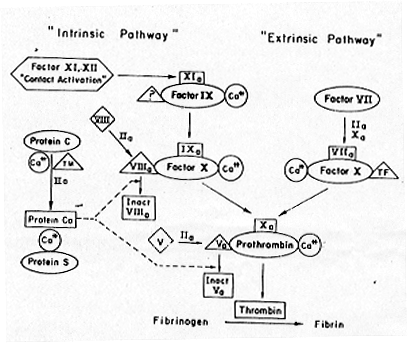 pathway of blood. pathway which involves a